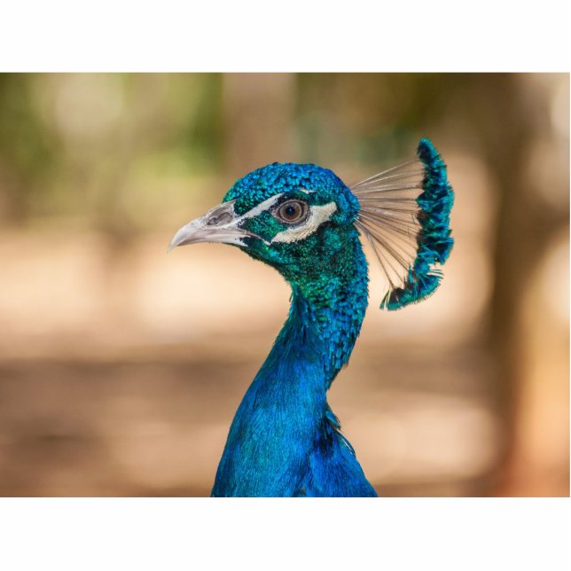 Peacock Head Staand Fotobeeldje (Voorkant)