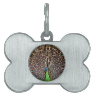 Peacock Huisdieren Naamplaatje