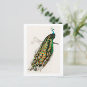 Peacock -  illustratie briefkaart (Staand voorkant)