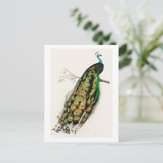 Peacock - illustratie briefkaart (Staand voorkant)