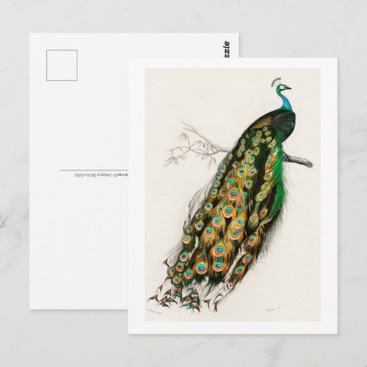 Peacock -  illustratie briefkaart (Voorkant / Achterkant)