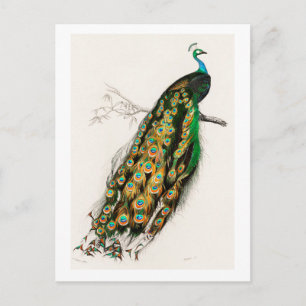 Peacock -  illustratie briefkaart