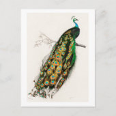 Peacock -  illustratie briefkaart (Voorkant)