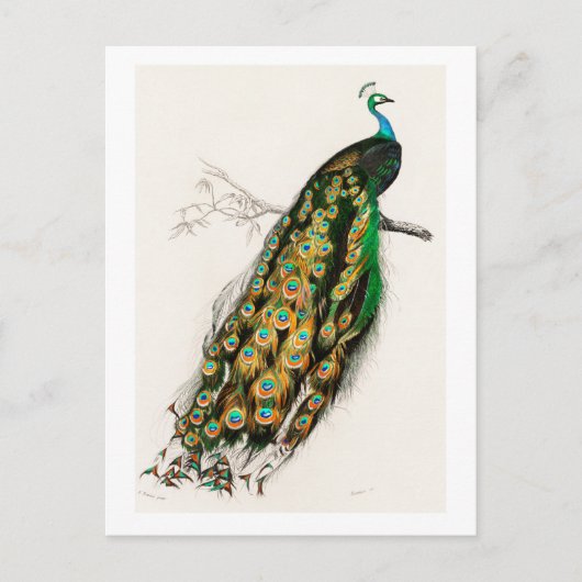 Peacock -  illustratie briefkaart (Voorkant)