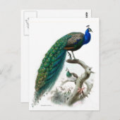  Peacock Illustratie Briefkaart (Voorkant / Achterkant)