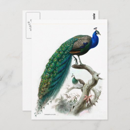  Peacock Illustratie Briefkaart (Voorkant / Achterkant)