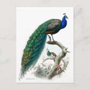 Peacock Illustratie Briefkaart