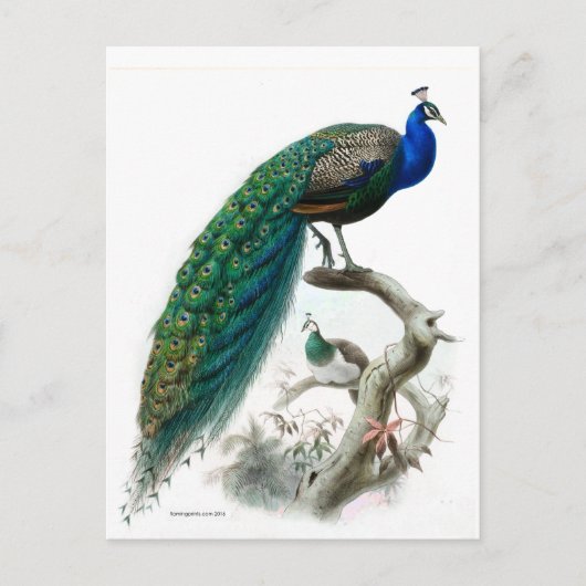  Peacock Illustratie Briefkaart (Voorkant)