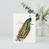  Peacock Illustratie Briefkaart (Staand voorkant)