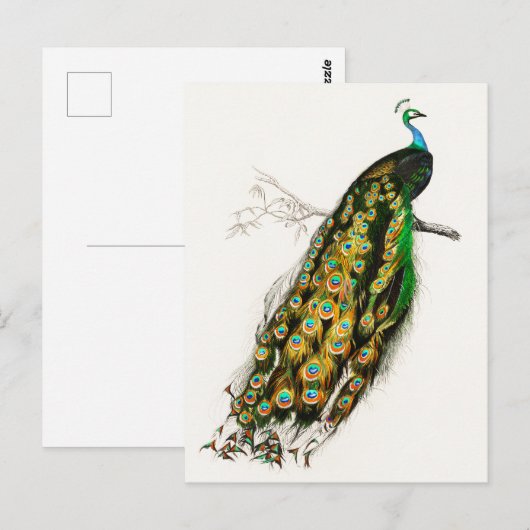  Peacock Illustratie Briefkaart (Voorkant / Achterkant)