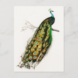 Peacock Illustratie Briefkaart