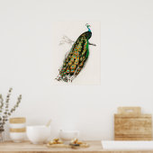 Peacock Illustratie  kunst Afdrukken Poster (Keuken)