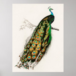 Peacock Illustratie  kunst Afdrukken Poster