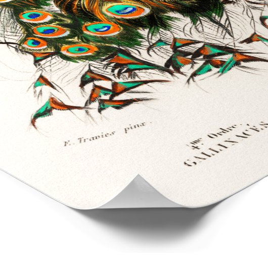 Peacock Illustratie Poster (Hoek)