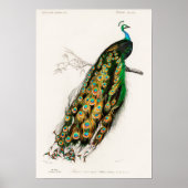 Peacock Illustratie Poster (Voorkant)