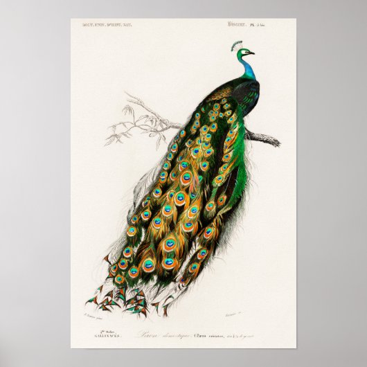  Peacock Illustratie Poster (Voorkant)