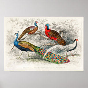 Peacock Illustratie Poster