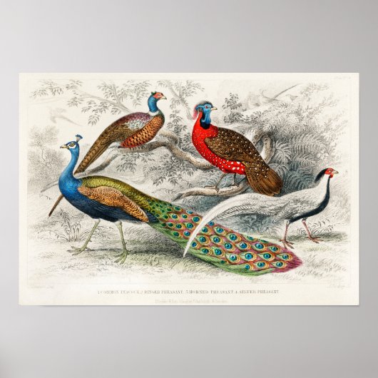  Peacock Illustratie Poster (Voorkant)