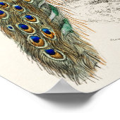  Peacock Illustratie Poster (Hoek)