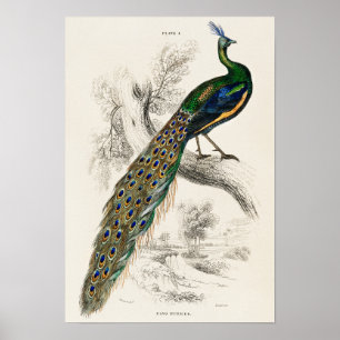  Peacock Illustratie Poster