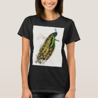 Peacock Illustratie