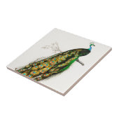  Peacock Illustratie  Tegeltje (Zijkant)