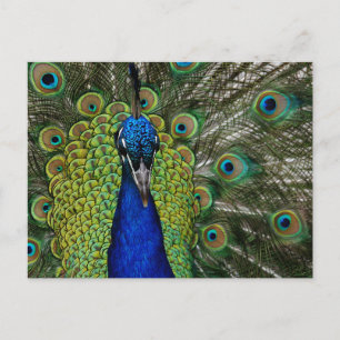 Peacock Illustration Briefkaart