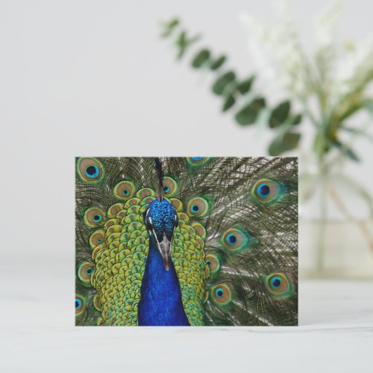  Peacock Illustration Briefkaart (Staand voorkant)