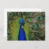  Peacock Illustration Briefkaart (Voorkant / Achterkant)