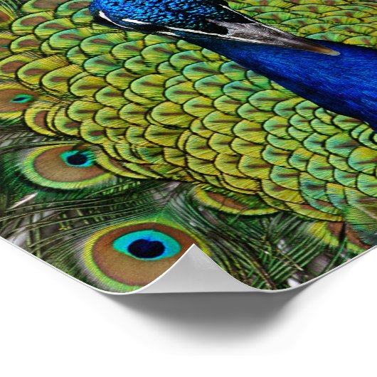  Peacock Illustration Poster (Hoek)