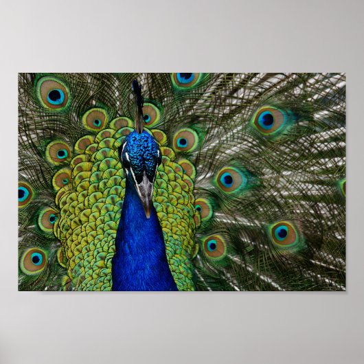  Peacock Illustration Poster (Voorkant)