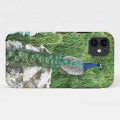 Peacock in A Garden iPhone SE hoesje (Achterkant (horizontaal))
