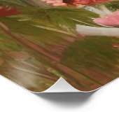 Peacock in Abriot Roos Garden Perfect Poster (Hoek)