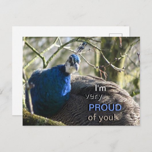 Peacock in Boom PROUD van U! Briefkaart (Voorkant / Achterkant)