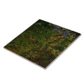 Peacock in de Bossen (door Abbott Henderson Thayer Tegeltje (Zijkant)