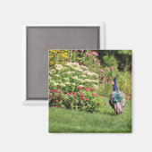 Peacock in de Tuinmagneet Magneet (Voorkant / Achterkant)
