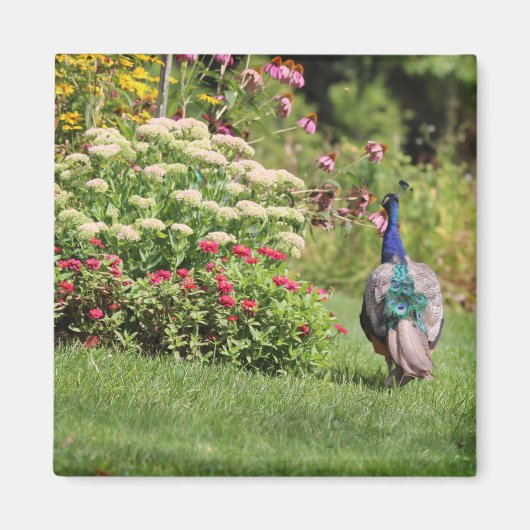 Peacock in de Tuinmagneet Magneet (Voorkant)