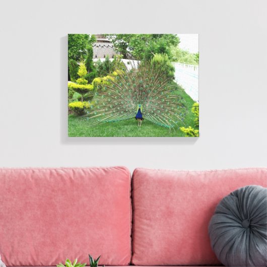 Peacock in een tuin Canvas Print (Insitu (Woonkamer))