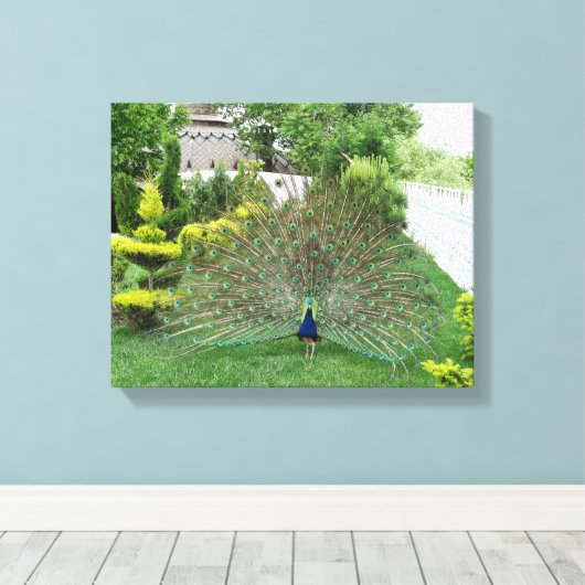 Peacock in een tuin Canvas Print (Insitu (Houten vloer))