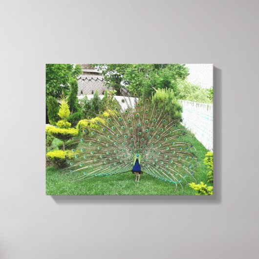 Peacock in een tuin Canvas Print (Voorkant)