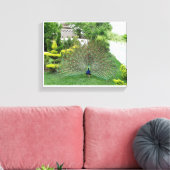 Peacock in een tuin Canvas Print (Insitu (Woonkamer))