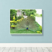 Peacock in een tuin Canvas Print (Insitu (Houten vloer))