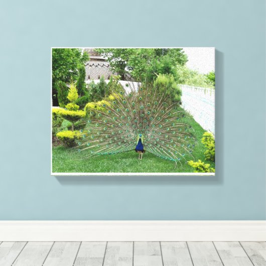 Peacock in een tuin Canvas Print (Insitu (Houten vloer))