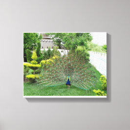 Peacock in een tuin Canvas Print