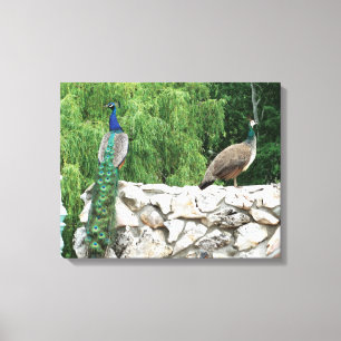 Peacock in een tuin fotografie Print Wall Art