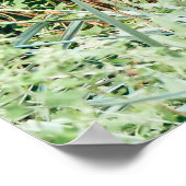 Peacock in groene struiken poster (Hoek)