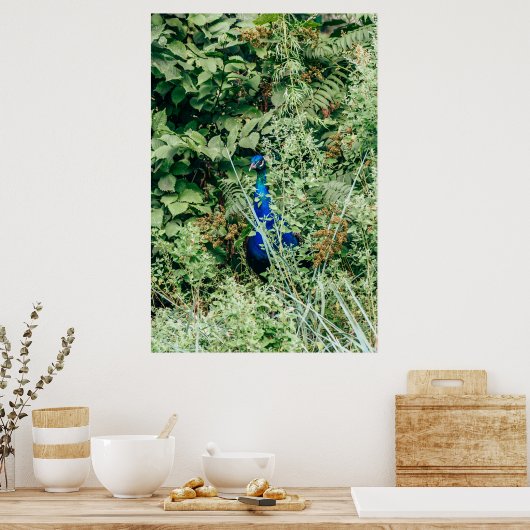 Peacock in groene struiken poster (Keuken)