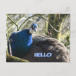 Peacock in het Briefkaart HALLO bomen