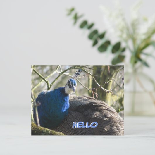 Peacock in het Briefkaart HALLO bomen (Staand voorkant)