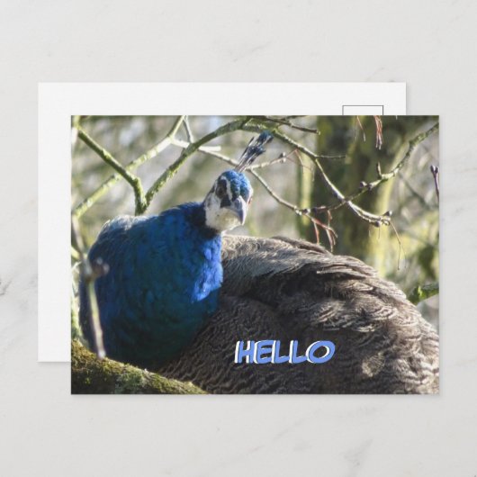 Peacock in het Briefkaart HALLO bomen (Voorkant / Achterkant)